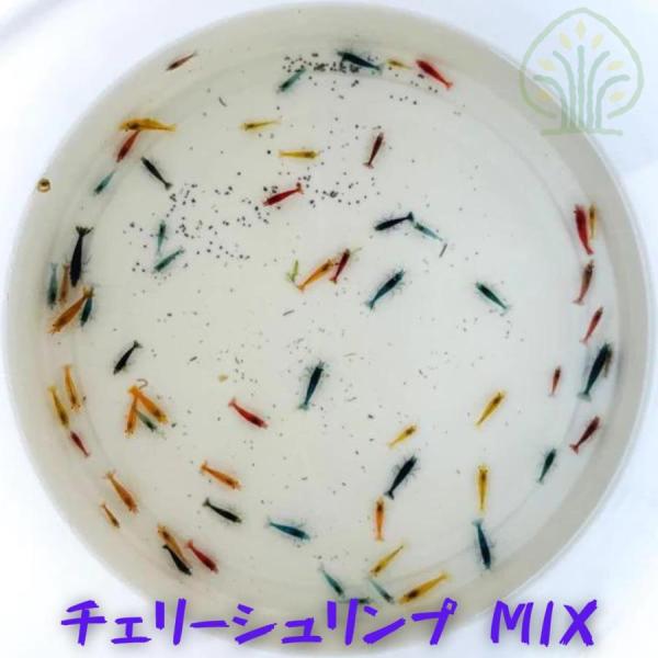チェリーシュリンプ　ＭＩＸ　［６種カラーアソート］　３０匹（１．０ー１．５ｃｍ）＋α
