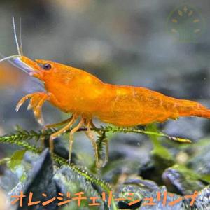 オレンジチェリーシュリンプ　２０匹（１．０ー１．５ｃｍ）＋α