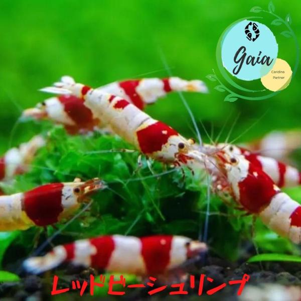 レッドビーシュリンプ　３０匹（１．０ー１．５ｃｍ）＋α
