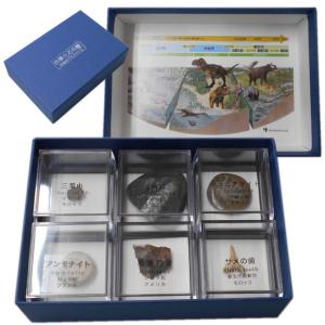 いろんな化石 セット 古代生物 標本 研究 コレクション いろんな化石 セット 古代生物 標本 研究 コレクション 自由研究にも