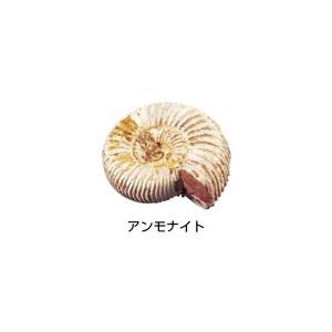 北海道　羽幌産　珍しい黒色光沢の群生　アンモナイト　化石/夏休み　自由研究　恐竜 素晴らしい良形！北海道羽幌川上流域で採集されたアンモナイト