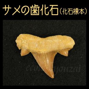 FB144 サメの歯化石 小 : 紀伊國屋書店Yahoo!店 - 通販 - Yahoo