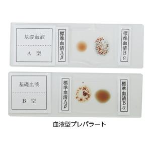 血液型プレパラート4P 顕微鏡 観察 自由研究 ...の商品画像