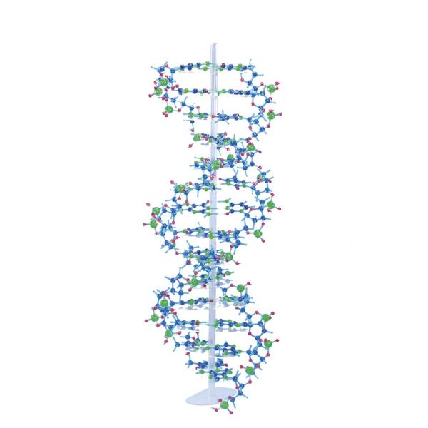 分子構造模型 モルタロウ DNAセット ＊DNA(B型)を作製することのできるキット