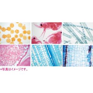 顕微鏡プレパラート　上野科学社製　植物組織　74種 生物プレパラート：植物組織 40種（ケース入）6446300 : 学林舎 - 通販