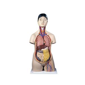 人体解剖模型 日本人トルソー B32/4