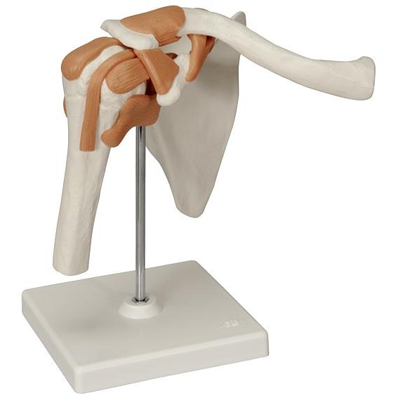 肩関節 機能モデル A80