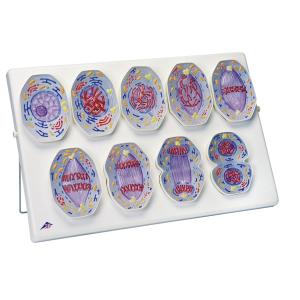 体細胞有糸分裂モデルR01/1