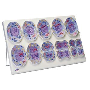 減数分裂モデルR02/1