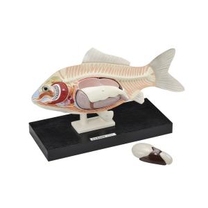 フナの解剖模型