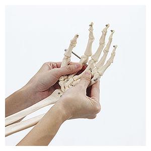 筋肉付腕の骨格模型 KN-5