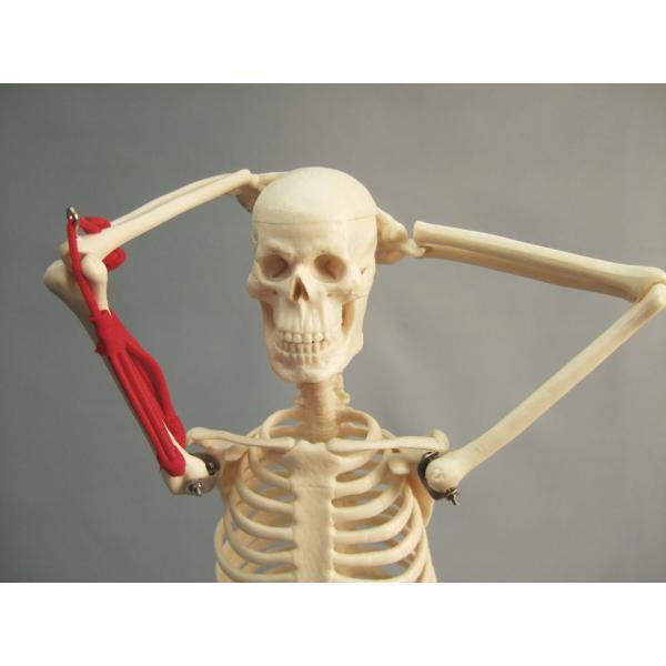 人体骨格模型 CT102M