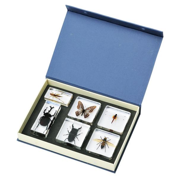 プラスチック封入昆虫標本　6種セット　カブトムシ クワガタ チョウ トンボ バッタ ハチ 62457...