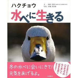 ハクチョウ水べに生きる   /小峰書店/嶋田哲郎