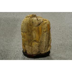 木化石　白神山地産