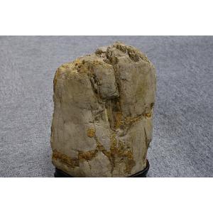 木化石 白神山地産の詳細画像2