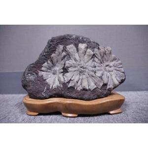 根尾谷菊花石　岐阜県根尾谷産