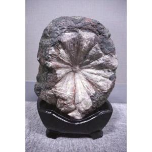 根尾谷菊花石　岐阜県根尾谷産