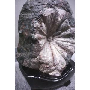 根尾谷菊花石 岐阜県根尾谷産の詳細画像2