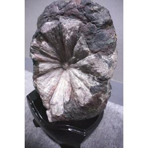 根尾谷菊花石 岐阜県根尾谷産の詳細画像3