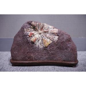 根尾谷菊花石　岐阜県根尾谷産