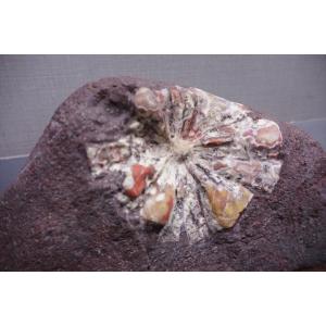 根尾谷菊花石 岐阜県根尾谷産の詳細画像2