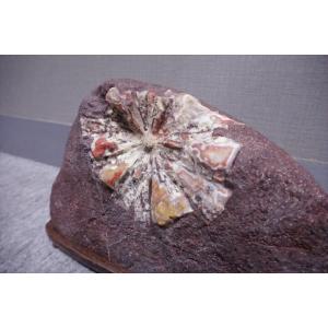 根尾谷菊花石 岐阜県根尾谷産の詳細画像3