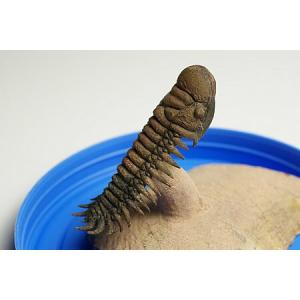 稀少珍品 デボン紀 三葉虫化石 奇形 母岩付14cm1.1kg Trilobite
