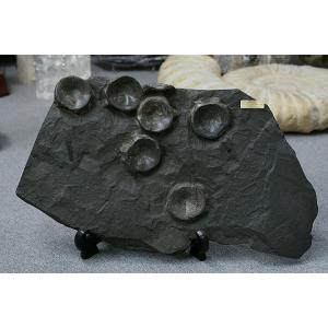 希少 ティラノサウルス類 化石 骨 恐竜 本物 ゴビ砂漠産 101.33mm