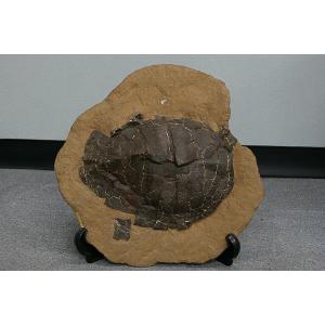 希少種☆三葉虫 アカンソピゲ 超レア！ : 化石・鉱物専門店Fossils