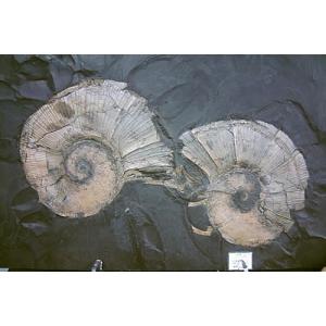 希少種☆三葉虫 アカンソピゲ 超レア！ : 化石・鉱物専門店Fossils