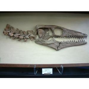 イクチオサウルス 歯 [IC1] 化石 恐竜 イクチオサウルス | ジュラシック・パーク Wiki | Fandom