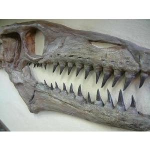 博物館クラス モササウルス化石の詳細画像1