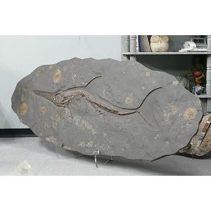 極上 ウミユリ トラウマトクリヌス 化石 本物 貴州省産 46cmプレゼント