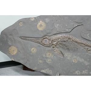 博物館クラス イクチオサウルス化石の詳細画像1