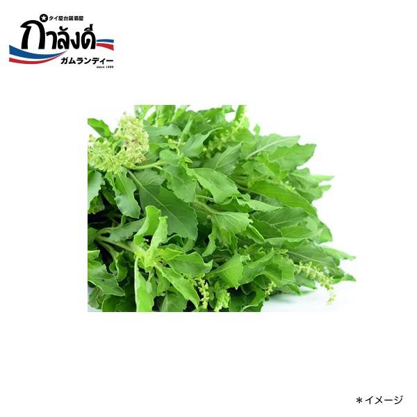 【送料無料】バイカパオ種子（ガパオ・ホーリーバジル・トゥルシー）　約50粒