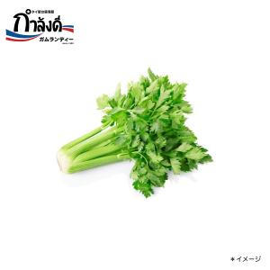 クンチャイ種子（チャイニーズセロリ・タイ野菜）約50粒
