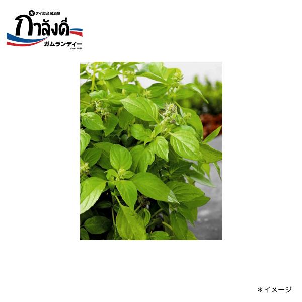 【送料無料】ヘアリー・バジル種子(メンラック・バジル、カノムチーンに・タイ野菜・タイハーブ)　約50...