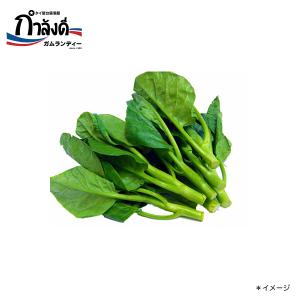 【送料無料】カナー種子（カイランサイ・タイ野菜）約50粒｜gamlangdii-store