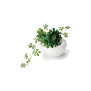 シュガーバイン 白陶器 （フェイクグリーン インテリアグリーン オフィス 卓上）｜garage-y-shop