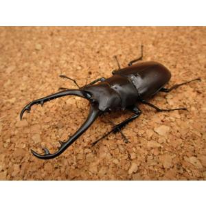 ギラファ ノコギリクワガタの商品一覧 通販 Yahoo ショッピング