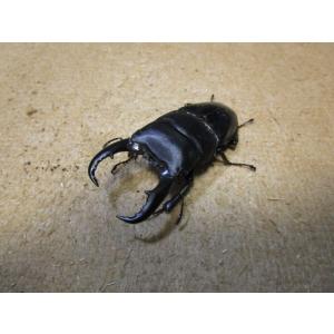 サキシマヒラタクワガタ　♂６９ｍｍ　♀３９ｍｍペア（ブリード）