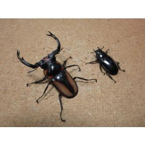 Garage疾風 スペキオススシカクワガタ シカクワガタ Yahoo ショッピング