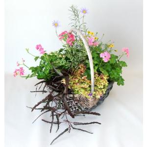 寄せ植え 秋の寄せ植え 秋の寄植え 季節の 手付き かご バスケット 寄せ植え お任せ だからお値打ち ギフト 誕生日プレゼント　