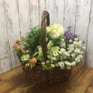 数量限定 秋の花  秋の寄せ植え 季節の かご バスケット