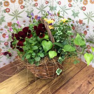 のんまま♬　季節のお花たくさん♪春の寄せ植え*大きめ鉢＊ 楽天市場】春の 寄せ 植えの通販