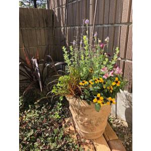 寄せ植え 初夏の花 初夏の寄植え おまかせ寄せ植え テラコッタ鉢 お誕生日　ギフトにも　旬の花材がいっぱい｜garden-elf