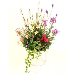 のんまま♬　季節のお花たくさん♪春の寄せ植え*大きめ鉢＊ のんまま♬様専用 季節のお花たくさん♪春の寄せ植え*大きめ鉢＊の通販