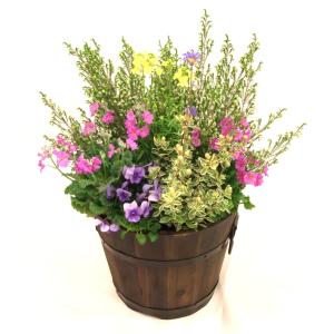 送料無料 寄せ植え 初夏の寄せ植え 初夏の寄植え 初夏の花 季節のおまかせ　 フラワーコンテナ 焼杉樽 木製コンテナ  お誕生日 プレゼント  ギフト にも