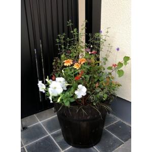 夏の寄植え 初夏〜夏の花 夏の寄せ植え 大きめサ...の商品画像